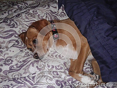 Comfy Puppy Stock Photo