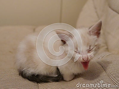 Comic portrait of a white kitten sticking out its tongue Stock Photo