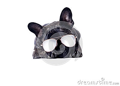 Comical dog with sun glasses Stock Photo