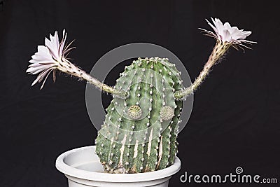 A Comical Echinopsis Cactus with Two Eyes and Two Arms made of the Flowers Stock Photo