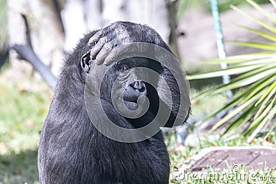 Comical silverback gorilla Stock Photo