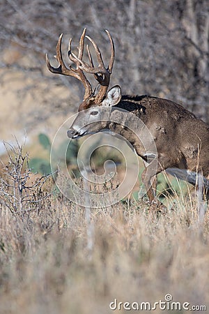 Coming out of the thicket Stock Photo