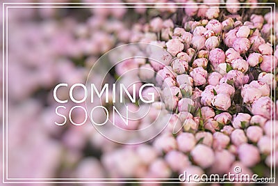 Coming Soon. Lots of pretty and romantic violet and pink peonies Stock Photo