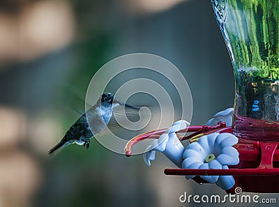 Coming to feed Stock Photo