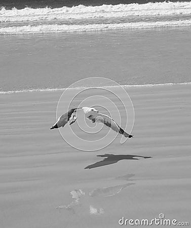 Coming in on the wind from high Stock Photo