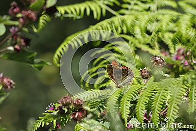 Comma or anglewings butterfly Stock Photo