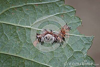 Comma butterfly caterpillar in defence position - trying to look like bird dropping to avoid predators. Stock Photo