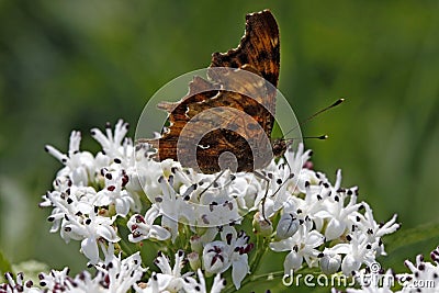 Comma butterfly (Nymphalis c-album, Polygonia c-al Stock Photo
