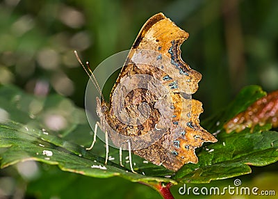 Comma butterfly (Polygonia c-album) Stock Photo