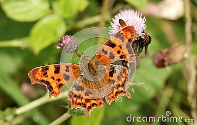 A Comma Butterfly Polygonia c-album nectaring on a thistle flower. Stock Photo