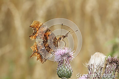 A Comma Butterfly Polygonia c-album, nectaring on a thistle flower. Stock Photo