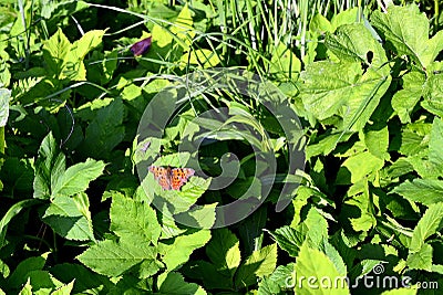 Comma Butterfly Polygonia c-album resting side view Stock Photo