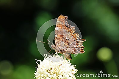 The comma butterfly , Polygonia c-album Stock Photo