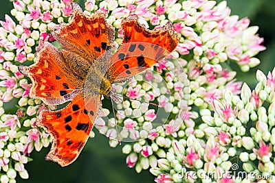 Comma butterfly on Sedum flowers in summer Stock Photo