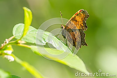 Comma butterfly species resting on a green leaf - found near the Minnesota River in the Minnesota Valley National Wildlife Refuge Stock Photo