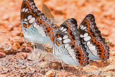 Commander butterflies Stock Photo