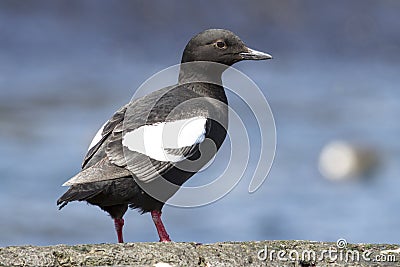 Commander pigeon guillemot that stands on a rock on a sunny Stock Photo