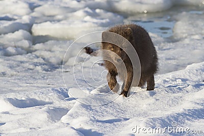 Commanders blue arctic fox that goes along the seashore Stock Photo