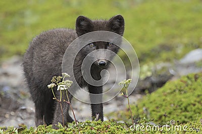 Commanders blue arctic fox pup standing in the green tund Stock Photo
