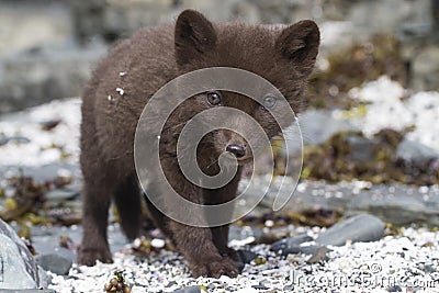 Commanders blue arctic fox puppy that looks directly into the le Stock Photo