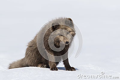 Commanders blue arctic fox sitting in the snow with his head dow Stock Photo