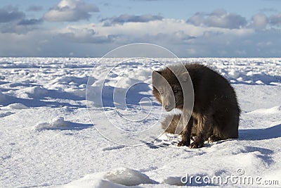 Commanders blue arctic fox standing on the ice on the Stock Photo