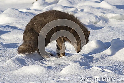 Commanders blue arctic fox which is bent back on the beach on Stock Photo