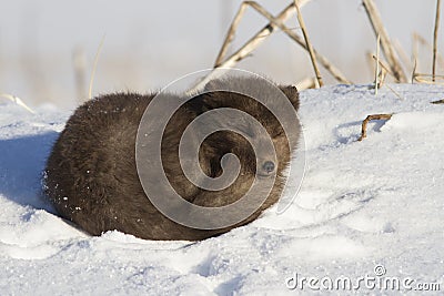 Commanders blue arctic fox which is resting on the beach on Stock Photo