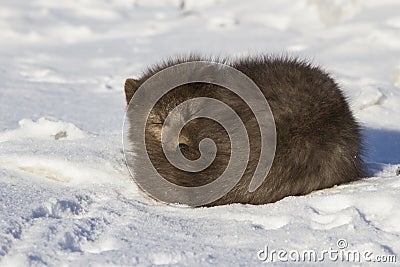 Commanders blue arctic fox who sleeps curled up winter Stock Photo