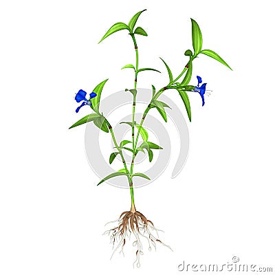 Commelina benghalensis Stock Photo