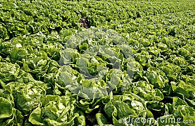 Rows of Bibb Lettuce Stock Photo