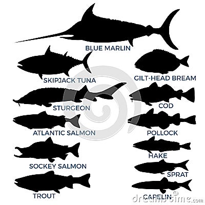 Commercial fish species Vector Illustration