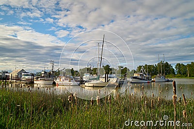 Steveston Marina and Bulrushes Stock Photo