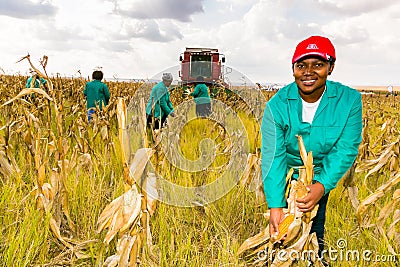 Commercial Maize Farming in Africa Editorial Stock Photo