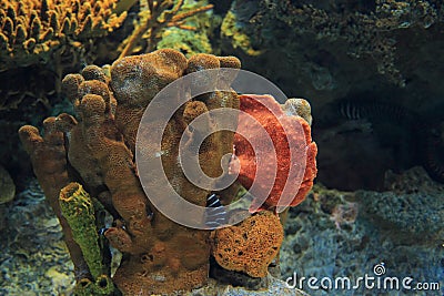 Commerson frogfish Stock Photo