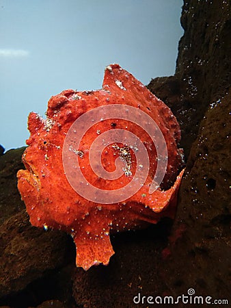 Commerson Frogfish Stock Photo