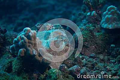 Commerson`s Frogfish Stock Photo