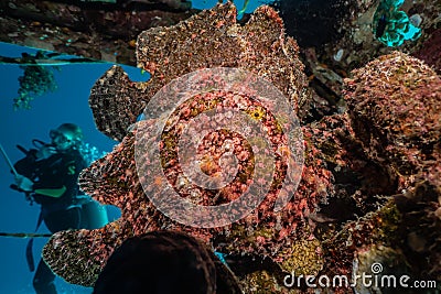 Commerson`s Frogfish in the Red Sea Stock Photo