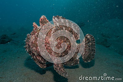 Commerson`s Frogfish in the Red Sea Stock Photo