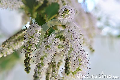 Commiphora myrrha bunch of flowers opening Stock Photo