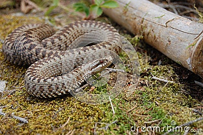 Common adder Stock Photo