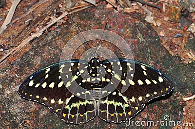 Common archduke butterfly Stock Photo