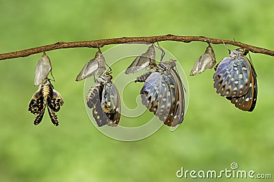 The Common Archduke butterfly emerging from chrysalis Lexias p Stock Photo