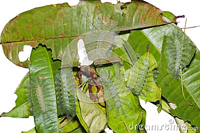 Common Archduke caterpillars Stock Photo