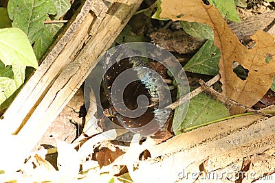 Common archduke on some dried leaves Stock Photo