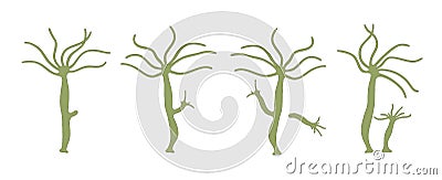 Asexual reproduction of Hydra Stock Photo