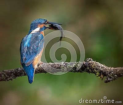 Common or Azure Kingfisher with Fish Stock Photo