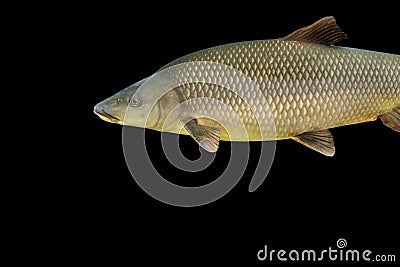 Common barbel, Barbus barbus, is a species of freshwater fish Stock Photo