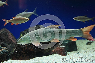 Common barbel Stock Photo