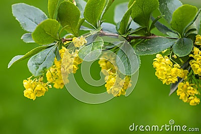 Common barberry Berberis vulgaris or European barberry, a shrub in the genus Berberis, family Berberidaceae Stock Photo